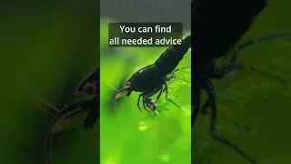 How to breed Caridina shrimps - Shrimps need to eat