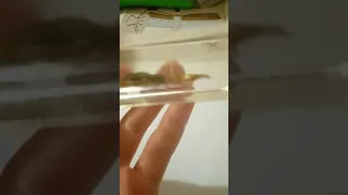 обзор на сувенир скорпион в стекле продажа на авито за 100р