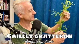 Gaillet gratteron (Galium aparine) : tonique lymphatique, minéralisante et réparatrice de la peau