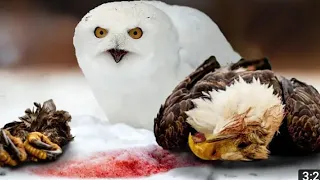 Eagle vs owl !! whos is the real king of the sky