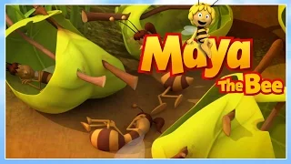 Maya the bee - Episode 11 - No sleep for Maya