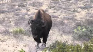 West Texas Free Range Bison Hunt