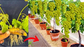 Grapes With Banana: How To Grow Grapes Vine Fast in Banana Fruit To Get A Lot Of Grapes Fruits