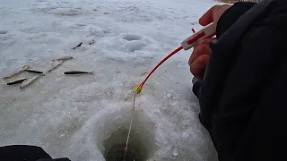 ВОТ ЭТО Я УДАЧНО ПОПАЛ НА ЖОР! КЛЮЁТ ТОЛЬКО ОПУСКАЙ МОРМЫШКУ. Рыбалка в марте 2024.