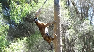 Sumatran Tiger Climbs 4-5 Metre Pole to Eat Dinner