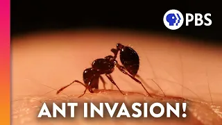 How These Ants Took Over the U.S. 🔥🔥🔥🔥🔥