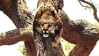 ENDANGERED SPECIES Trailer (2021) Killer Leopards Horror