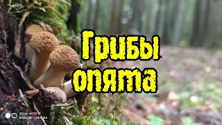 По грибы, за грибами, за опятами, опята в лесу везде!  👍❤️