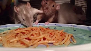 Sketti Rats