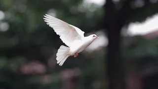 La Paloma(The Dove) - Nana Mouskouri: with lyrics (SpanishEnglish한글번역) 라팔로마