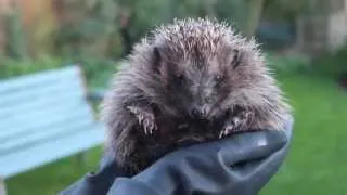 Hedgehog noises - grumpy wild hedgehog 'huffing'