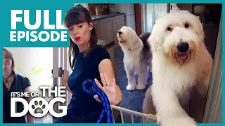 The Hairy Hooligans: Bumble and Doogle | Full Episode | It's Me or the Dog