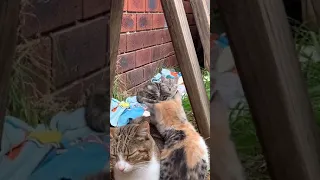 Adorable Kittens tiktok teggaz