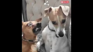 DOG IS CRAZY!!!! 😂 (FUNNNY) MUST SEE!