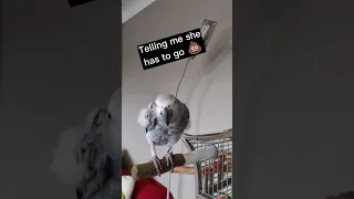 Thanks for Letting Me Know 🤣#africangrey #animals #birds #fun #fyp #parrots #pets #lol #funny #cute