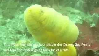 Orange Sea Pen - Meet your marine neighbours (NE Pacific Ocean)