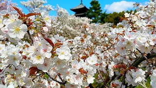 Kyoto Japan Travel for Beautiful Cherry Blossoms Best Spots