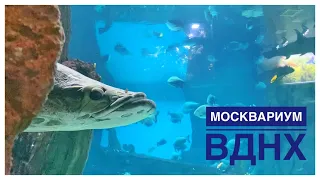 Москвариум на ВДНХ стоит ли его посещать  / океанариум в Москве / ВДНХ фонтан Дружбы народов