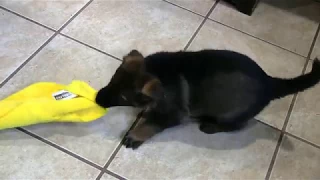 Kraftwerk German Shepherd Puppy Bite work @ five weeks