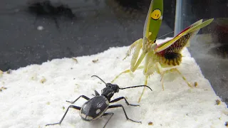 功夫螳螂 VS 戰士甲蟲！Kung Fu Mantis VS Warrior Beetle