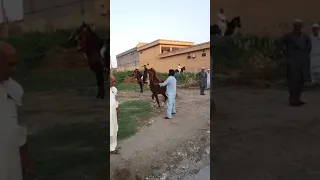 horse dancing