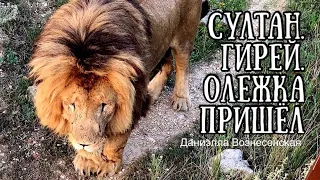 ❤️Лев АЛИ(Олежка) пришёл к СУЛТАНУ,  ГИРЕЙ рядом. Тайган 2020 Safari park Taigan