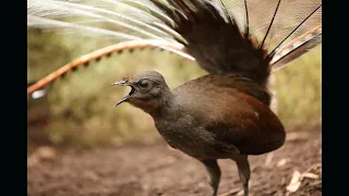 Lyrebird | Lyrebird Bird | Lyrebird Video | Lyrebird Bird Video | Bird Lyrebird | Bird Video