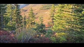 British Columbia Alpine Bear Hunt - Fall 2023