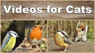 Videos for Cats to Watch : The Ultimate Birds and Squirrels Video - 2 HOURS