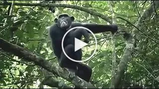 Nat Geo Wild Nature Documentary Wildlife Animal Discovery Channel Animals # 2017HD 2 Chimpanzee