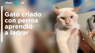 ¡IMPRESIONANTE! #VIDEO: Gato criado con perros aprendió a ladrar