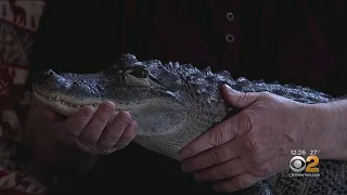 Man Relies On Alligator As Emotional Support Animal