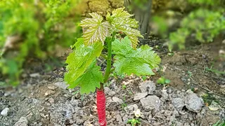 Grafting Grape Vine - How To Grafting Grape Vines/Plant Using Cleft Graft Method