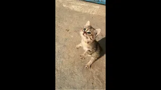 Hungry Cute Kitten Eating Meat