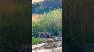 Honey badger entered the fight with 3 leopards at once