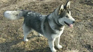 Дрессировка маламута! 🐶