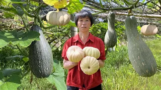 Pick two kinds of pumpkins to make pumpkin curry rice, sandwich pumpkin pie and pumpkin stew