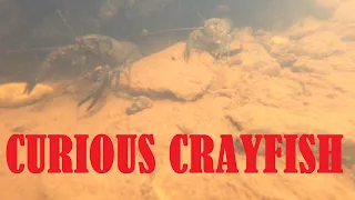 Crayfish and The Flint River in Georgia