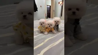 Tik Tok Chó Phốc Sóc Mini Funny and Cute 🥰 Pomeranian #shorts #dog #pets #pomeranian