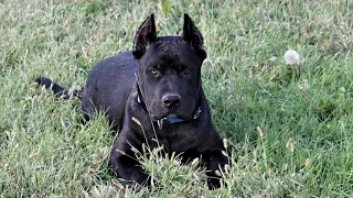 Cane corso pitbull mix