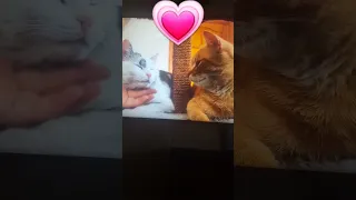 Рыжик и Мурка. 💗💝❤🥰😍😘😗