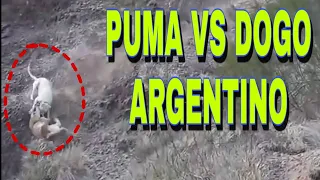 Dogo Argentino vs Puma , análisis de encuentro
