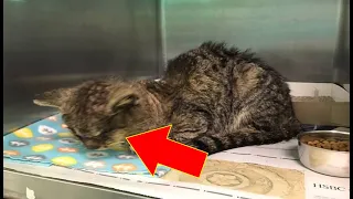 This Cat Was So Infected, He Couldn’t Even Open His Eyes  Then One Woman Heard His Cry For Help..