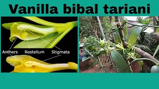 Vanilla bibal tariani