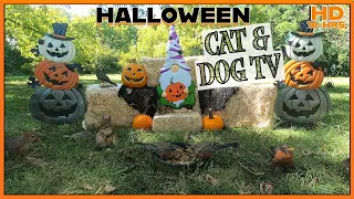🎃 Halloween 🎃 Cat & Dog TV | Birds 🐦, Squirrels, and Chipmunks 🐿️| Great background while working 📺