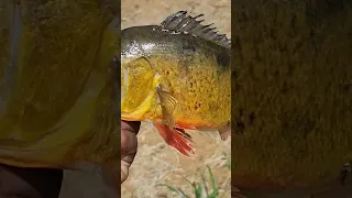 Fishing for Peacock Bass in Guyana  🇬🇾 💥💯😍 aka Lukanani