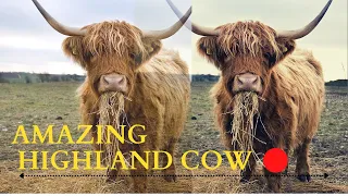 highland cow compilation || highland cattle in Scotland | highland cow eating grass |