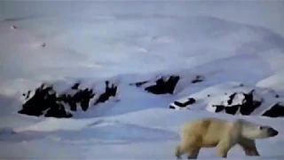 Polar Bear And Arctic Fox Live Together
