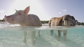 Autopsy Shows What Killed Some Of The Bahamas' Famous Swimming Pigs