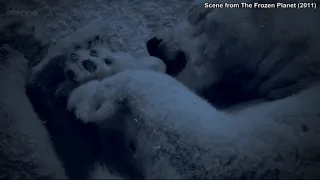 Polar Bear and Her Newborn Cub